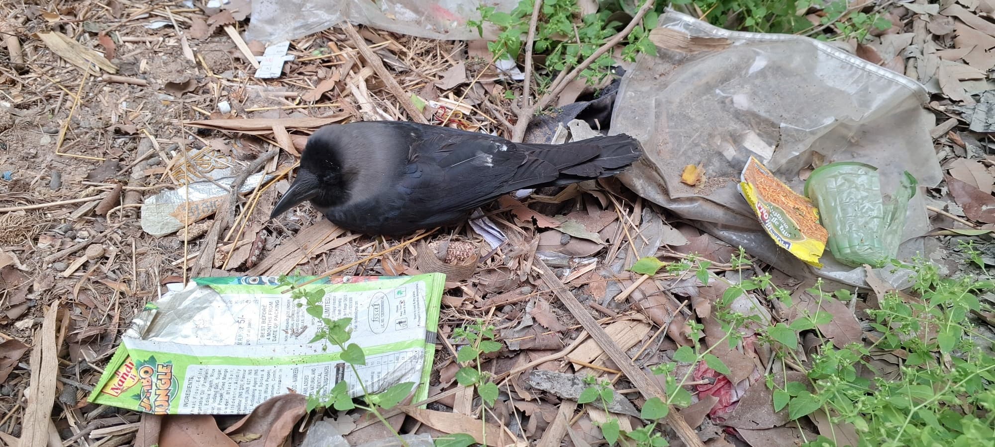 कौओं के मरने के सिलसिले से बढ़ता जा रहा है संक्रमण का खतरा