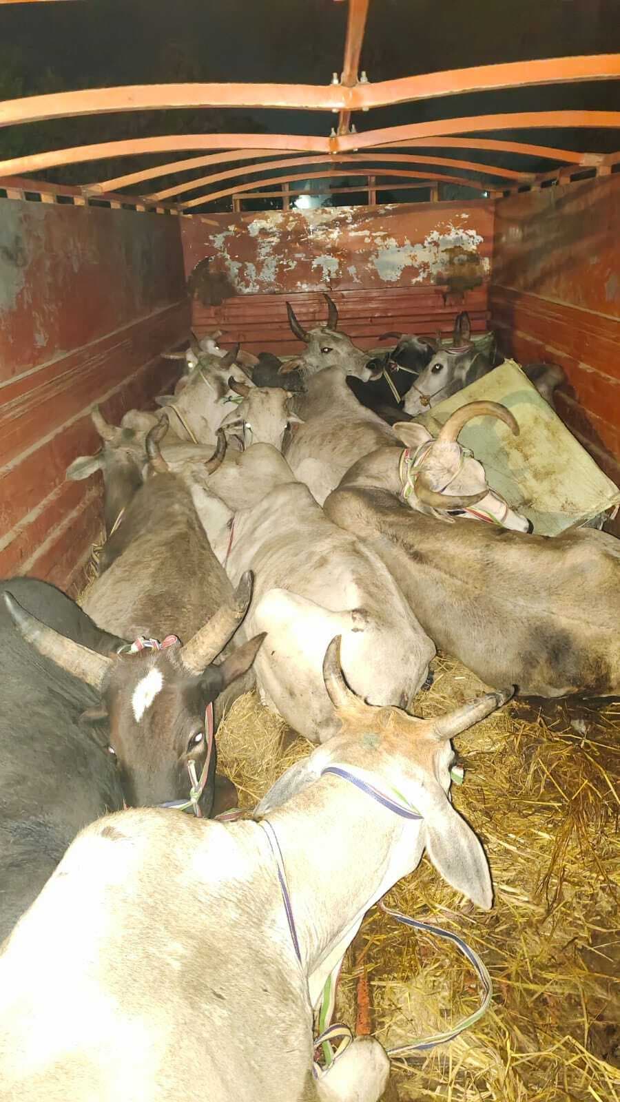 वाहन चेकिंग के दौरान पशुओं से लदा ट्रक पुलिस ने किया जब्त