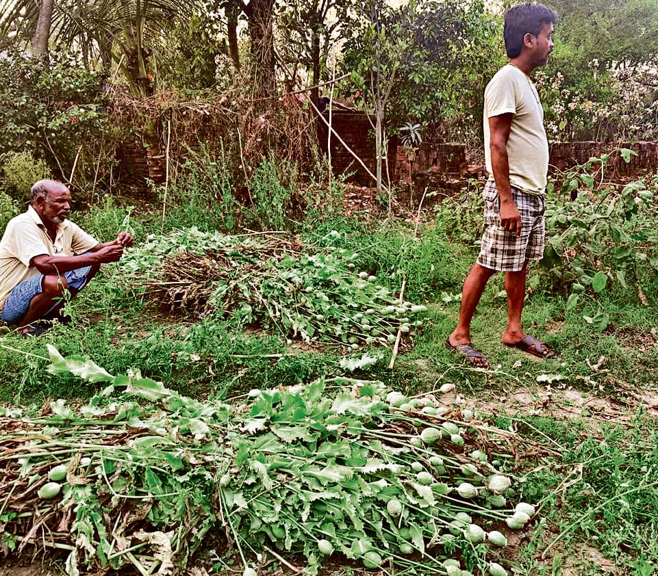 Dhanbad News: सांवलपुर में अफीम की खेती का भंडाफोड़
