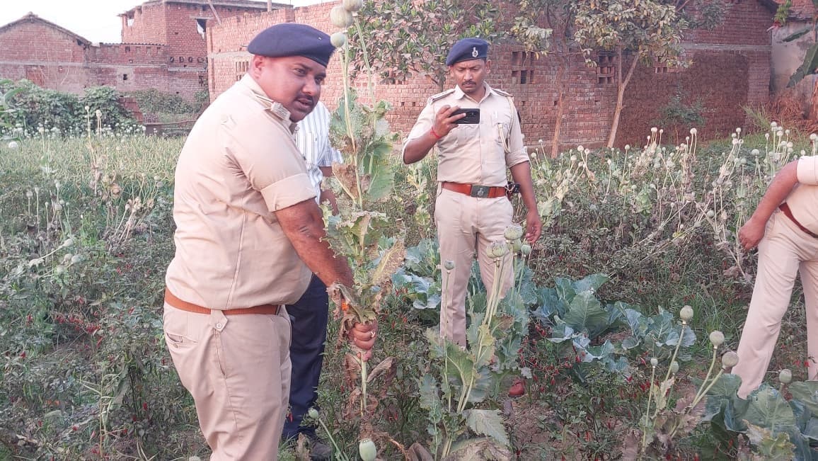 8.5 डिसमिल खेत में अफीम की खेती, सैंपल ले फसल किया नष्ट