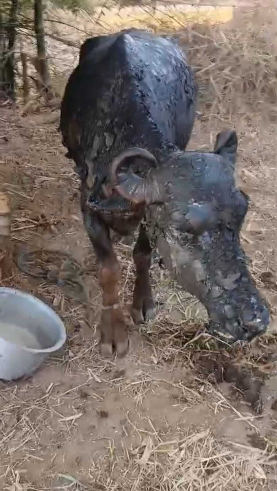 असामाजिक तत्वों ने लगायी आग, दो भैंस जलकर घायल