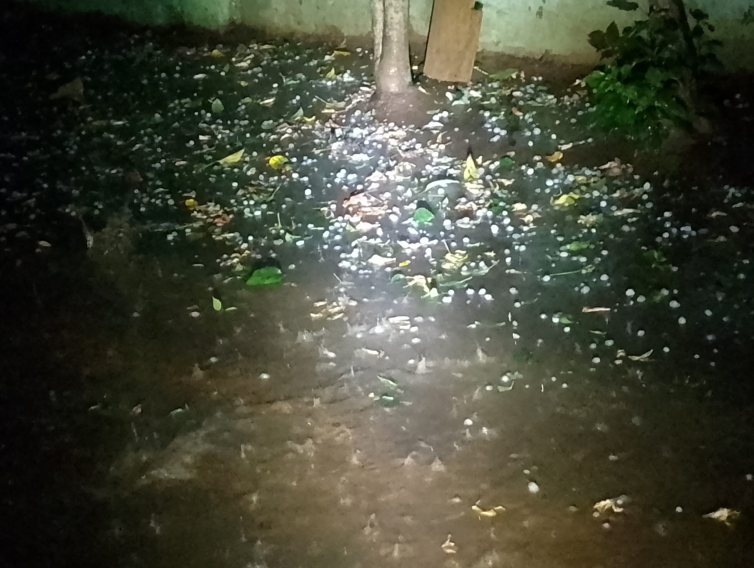 ओलावृष्टि की मार से किसानों की मेहनत तबाह, सब्जी व गेहूं की फसल को भारी नुकसान