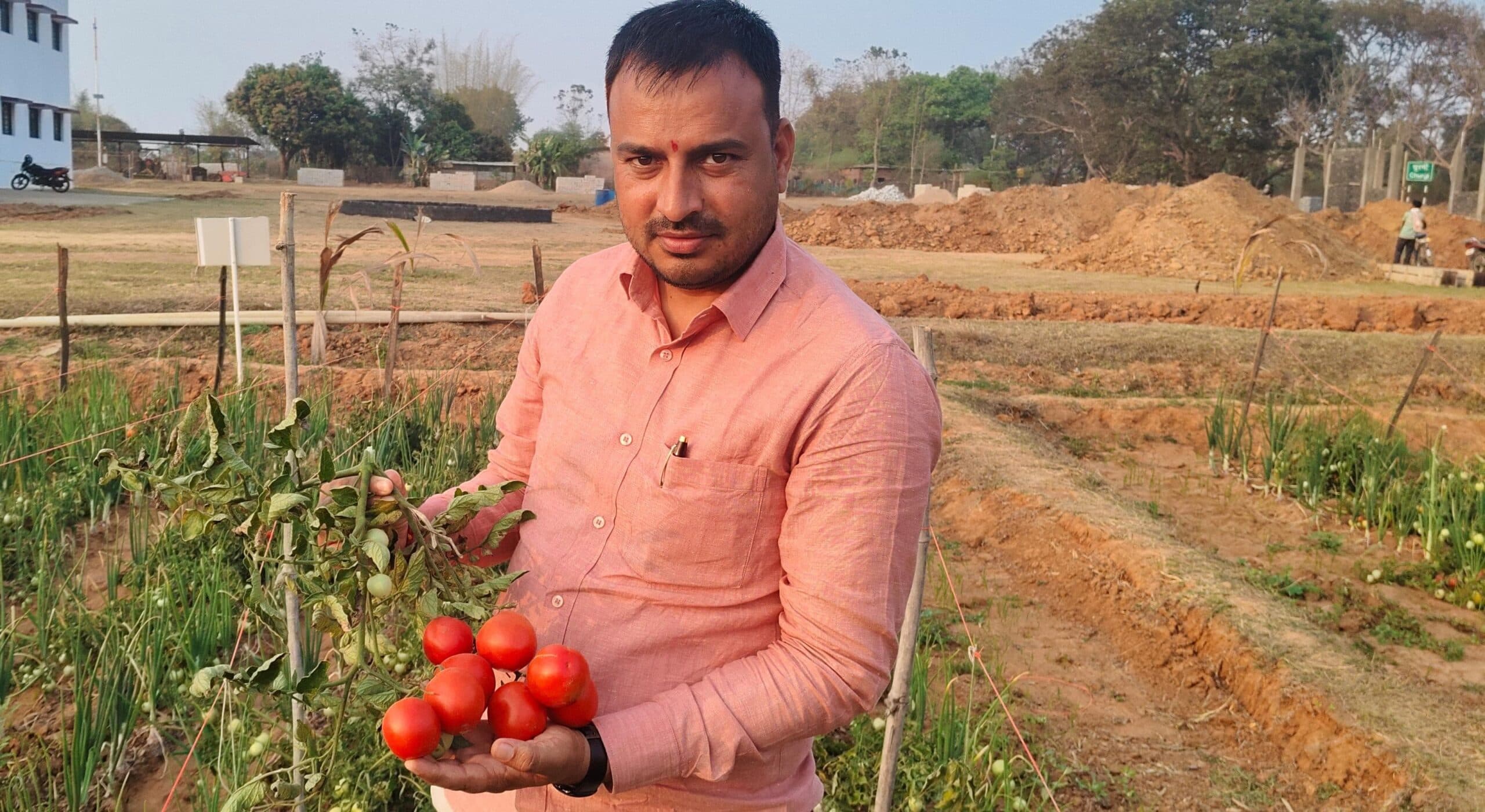 केवीके ने टमाटर के उन्नत किस्म की जानकारी दी