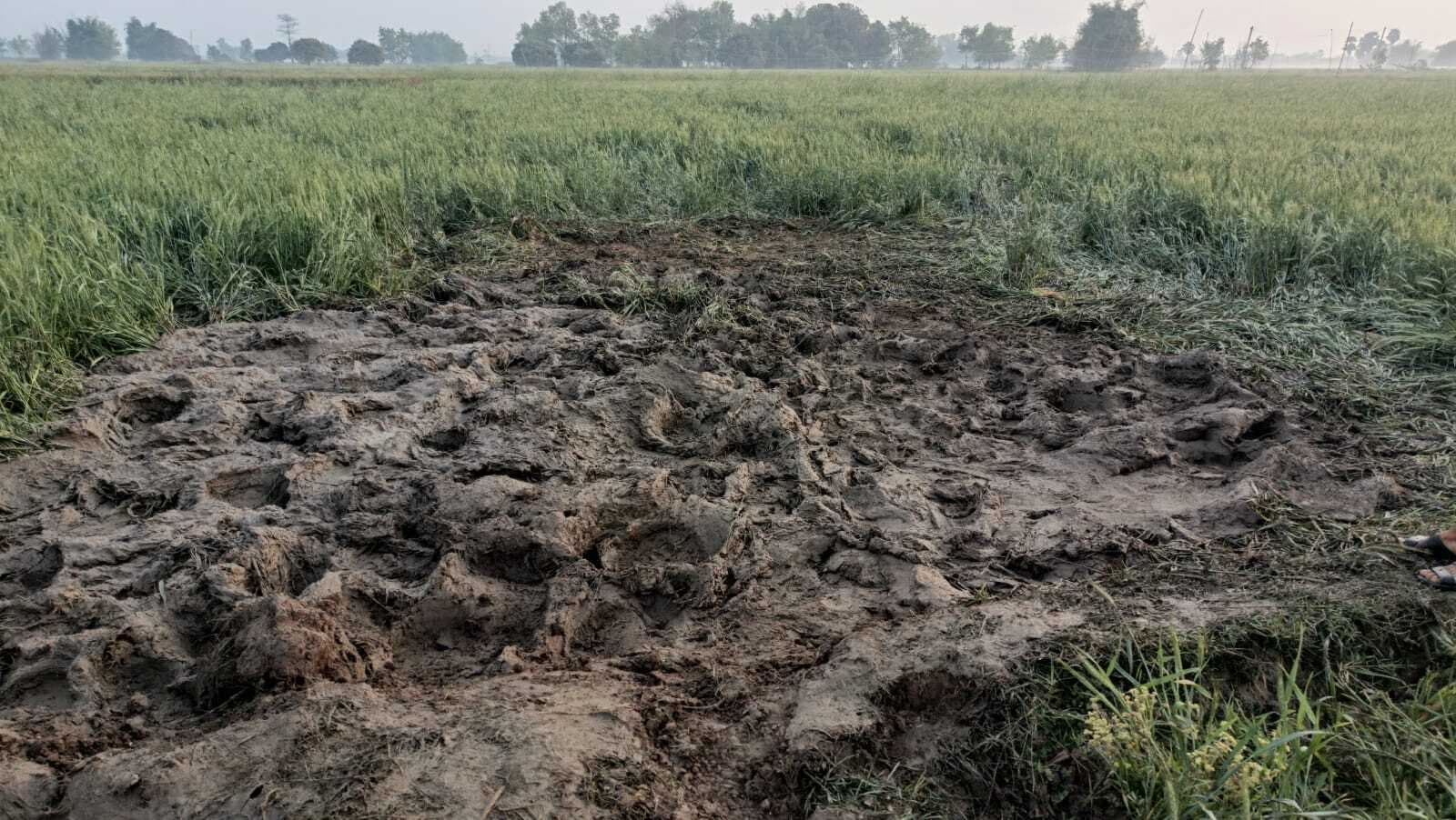 खड़सारी गांव में हाथियों का कहर, सैकड़ों एकड़ गेहूं की फसल बर्बाद