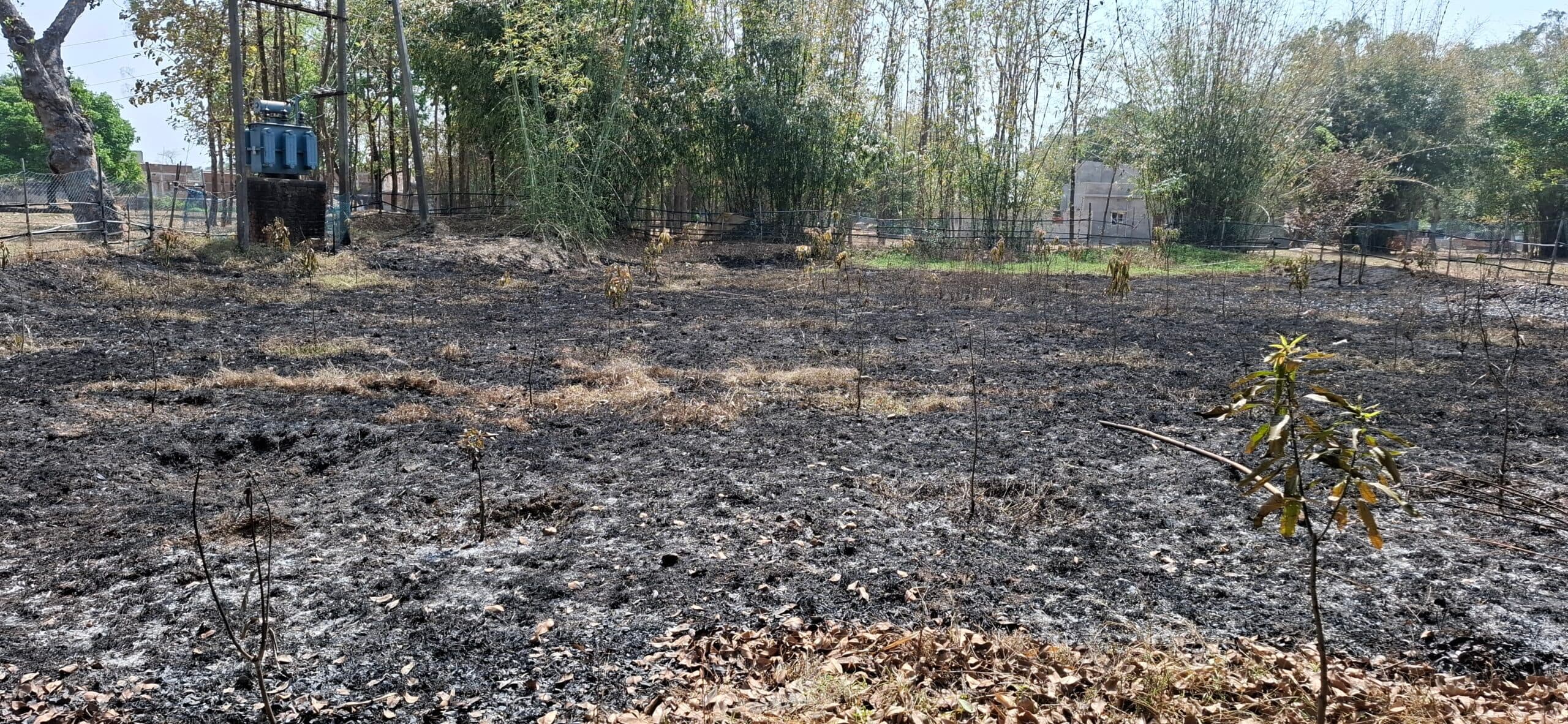 Giridih News :आग लगने से आम बागवानी  के पौधे जलकर राख