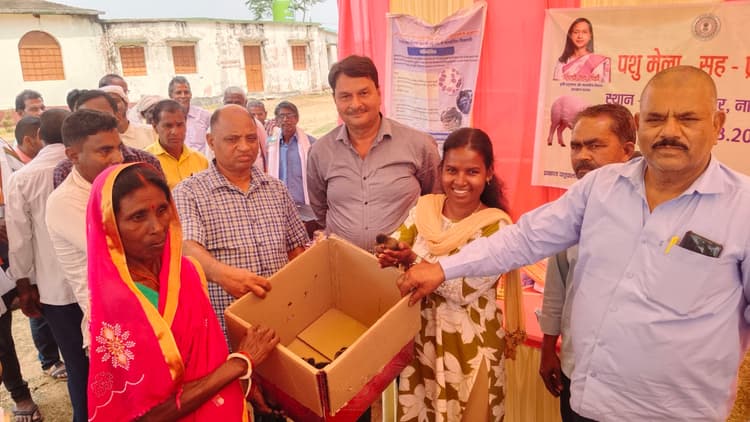 नारायणपुर में 60 लाभुकों के बीच बत्तख के चूजे वितरित