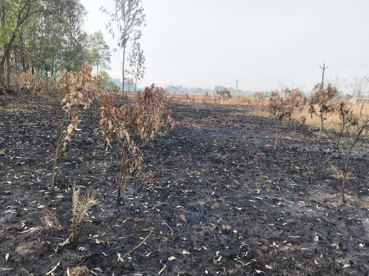 Giridih News : आम बागवानी को किया आग के हवाले