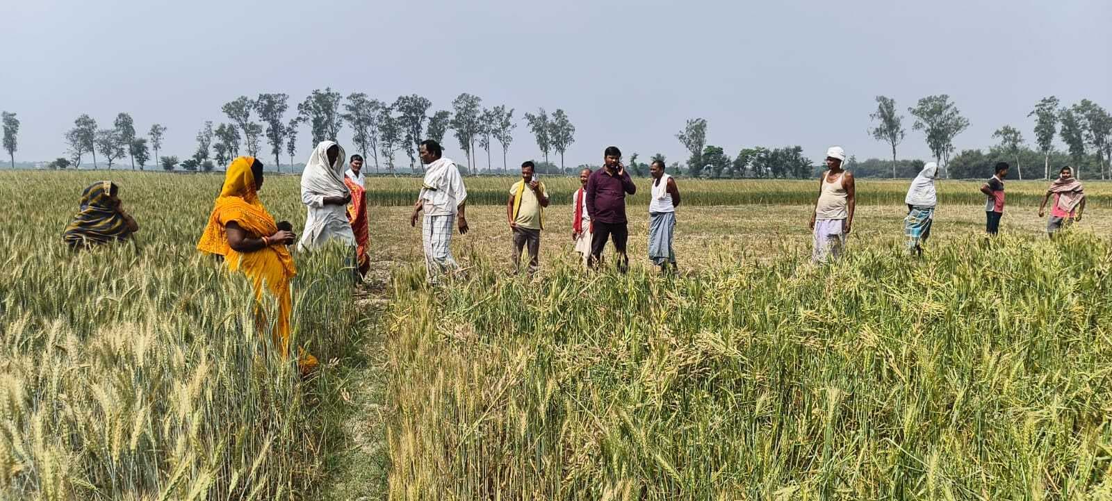 खेत में लहलहाते गेंहू की कच्ची फसल को काटकर किया क्षतिग्रस्त