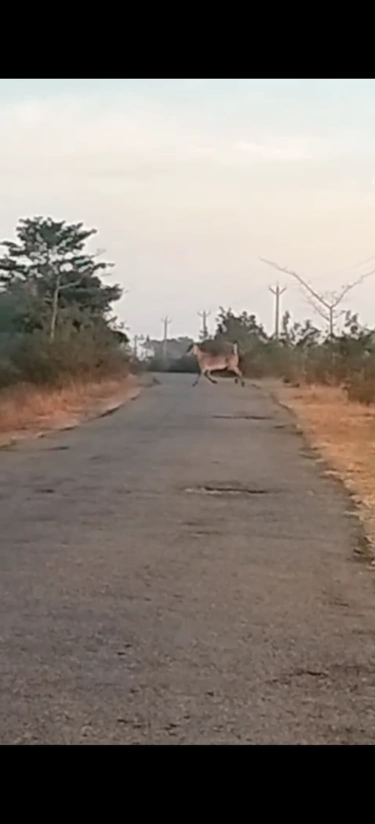 खूंटी में नीलगाय का आतंक, फसल को पहुंचा रहीं नुकसान