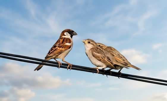 गोड्डा में गौरैया की चहचहाहट हो रही कम, शहरीकरण के बीच संरक्षण की जरूरत
