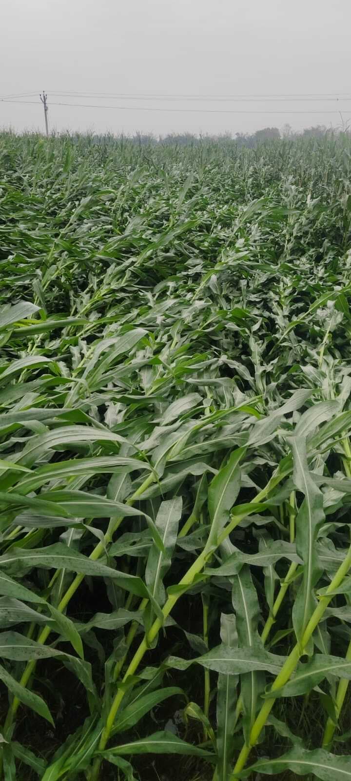 तेज हवा व बारिश से फसलें बर्बाद, किसानों की बढ़ी चिंता