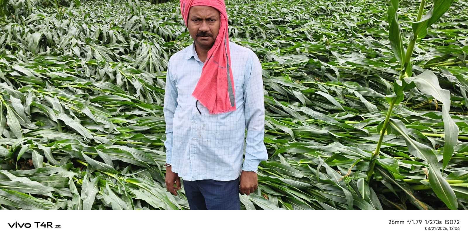 आंधी-बरिश से सेकड़ों एकड़ में लगी मक्का फसल को नुकसान