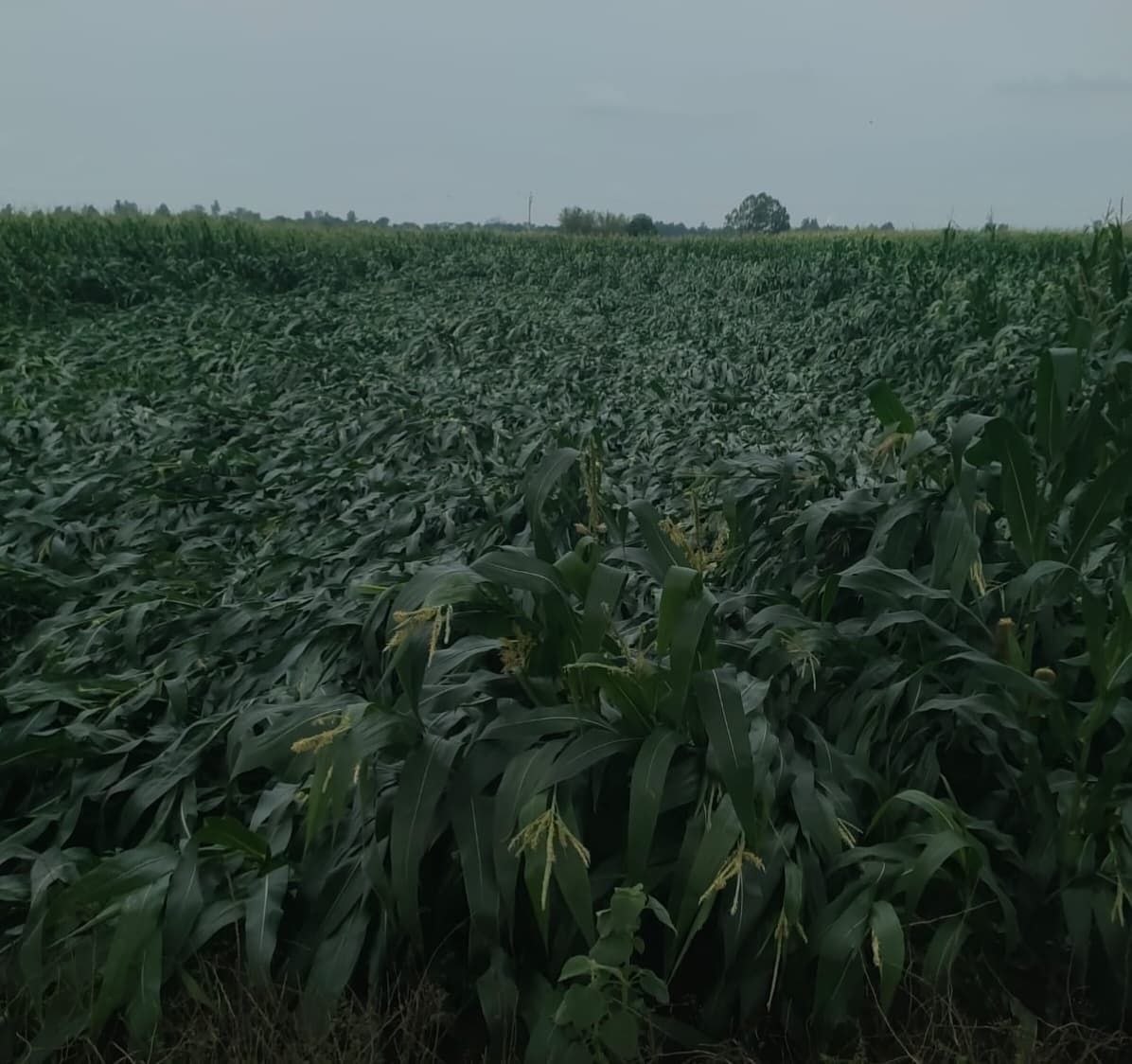 बारसोई में बेमौसम बारिश व तेज हवा से मकई फसल चौपट