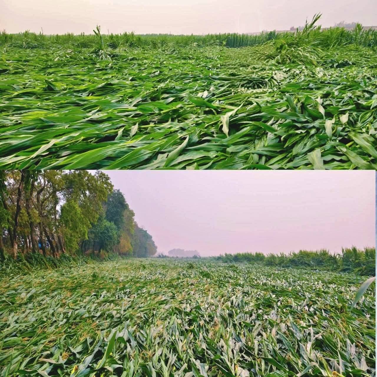 किसानों को फसल क्षतिपूर्ति देने की मांग की