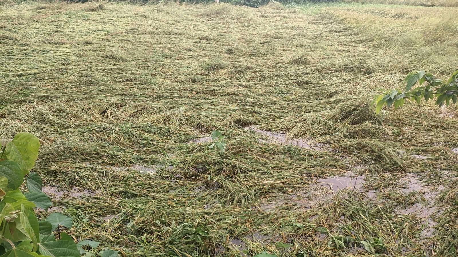 हजारों हेक्टेयर में लगी रबी की फसल बर्बाद