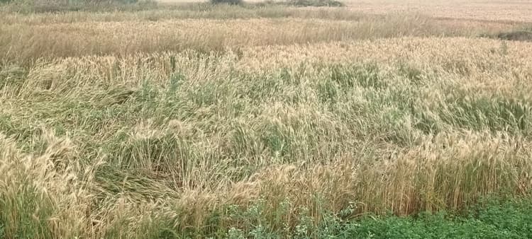 बारिश से मौसम हुआ ठंडा, फसलों को भारी नुकसान
