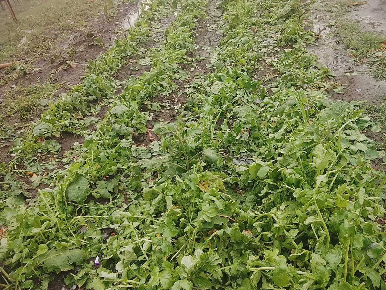 Dhanbad News: बलियापुर में ओलावृष्टि से फसलों को नुक़सान