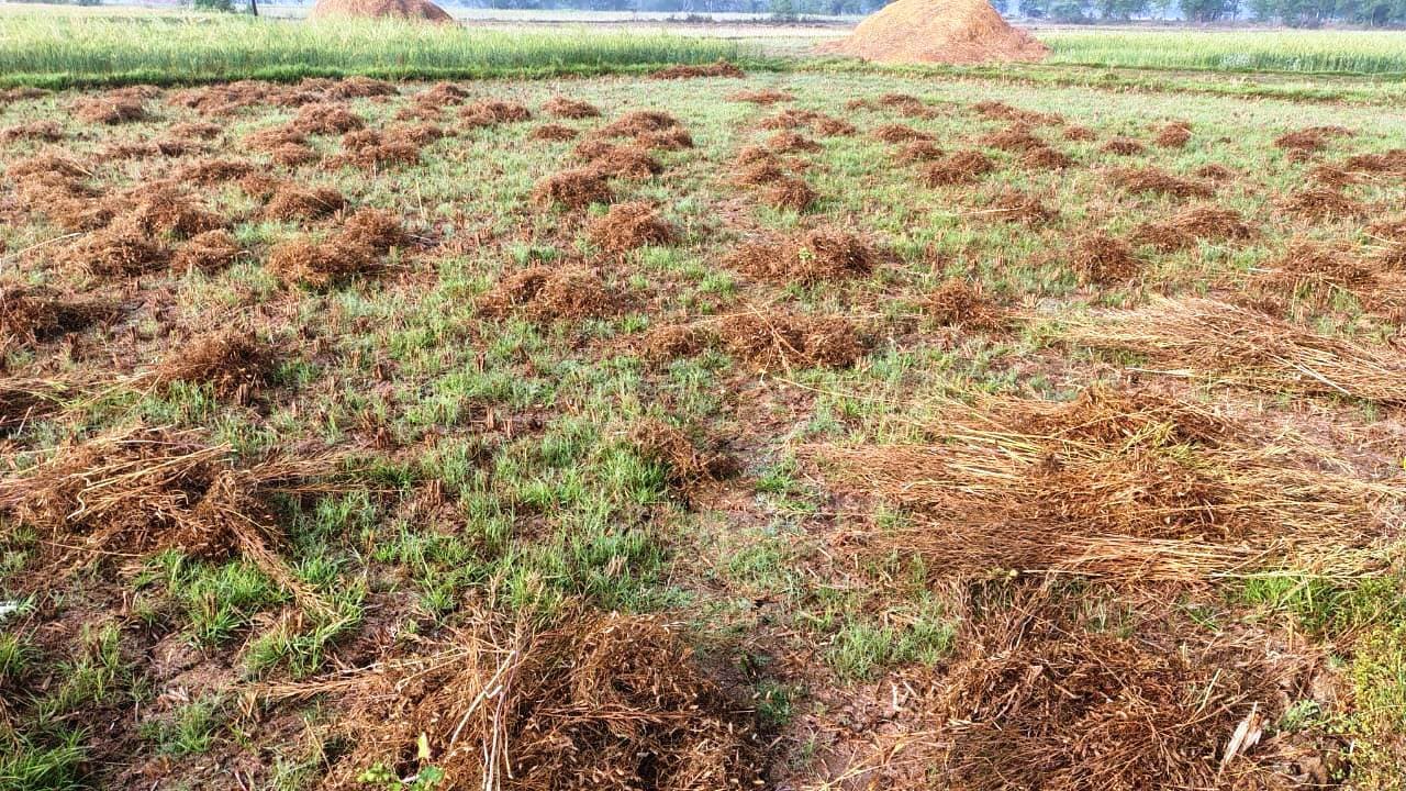 बसंत में सावन जैसा बना नजारा