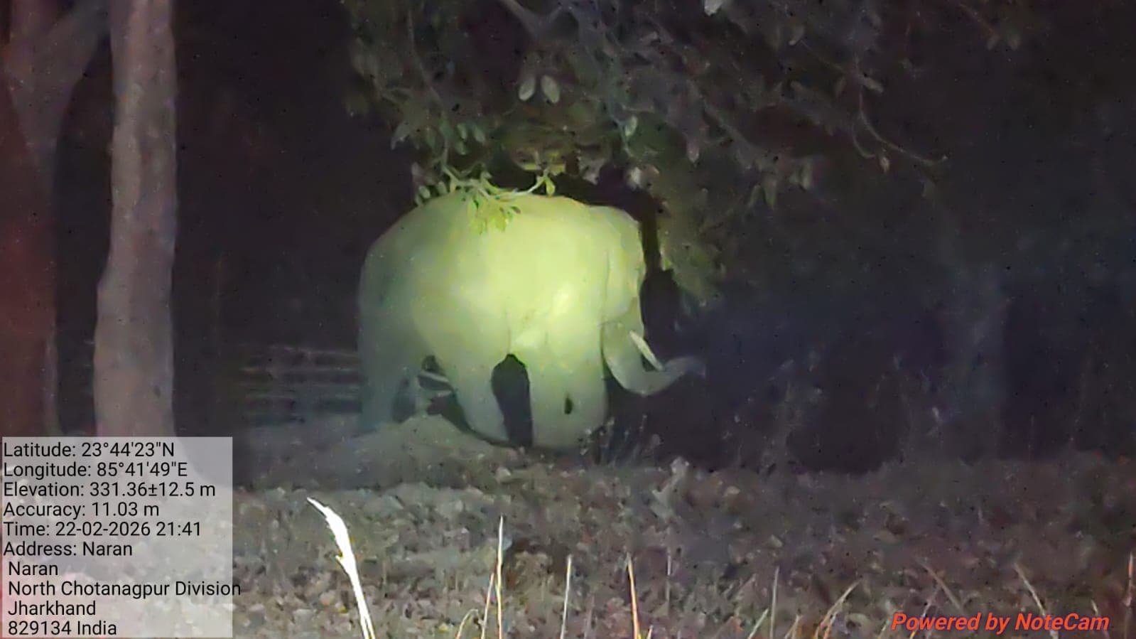 Bokaro News : बोकारो में एलिफेंट कॉरिडोर को किया जायेगा समृद्ध