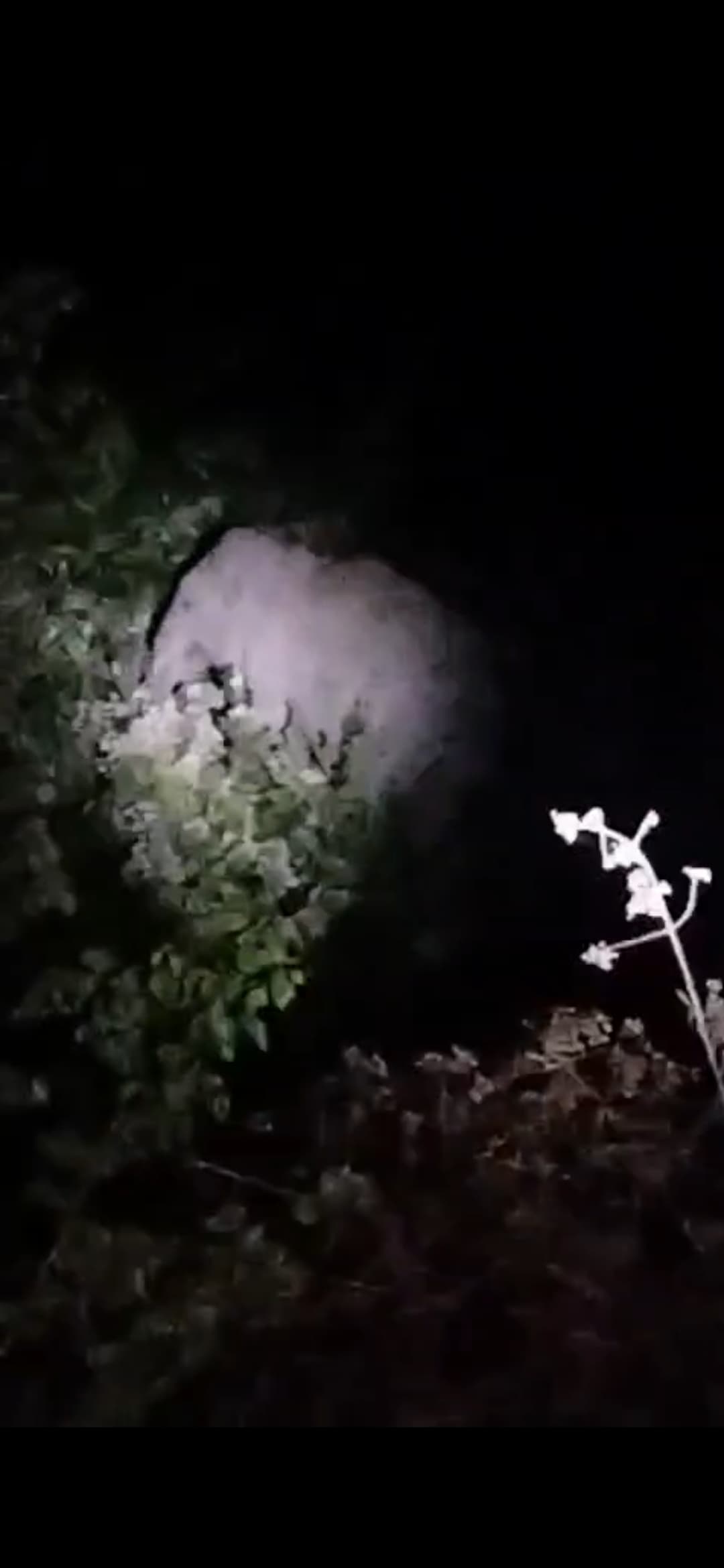 हाथी का तांडव : झुंड से बिछड़े हाथी ने रिहायशी इलाकों में मचाया उत्पात