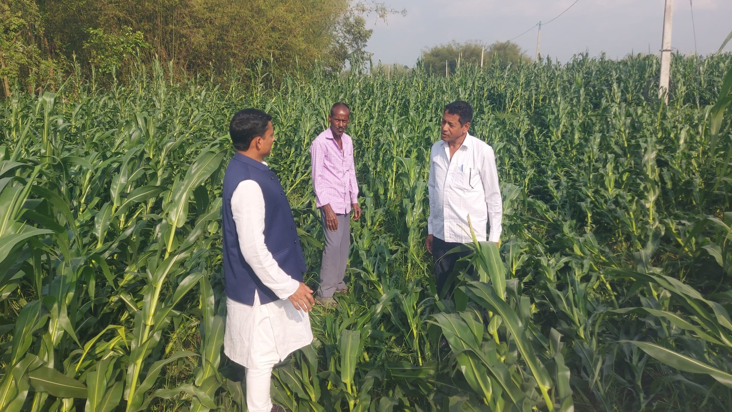 चक्रवाती तूफान से हुई मक्का फसल की क्षति, मुआवजा दे सरकार:  इमरान