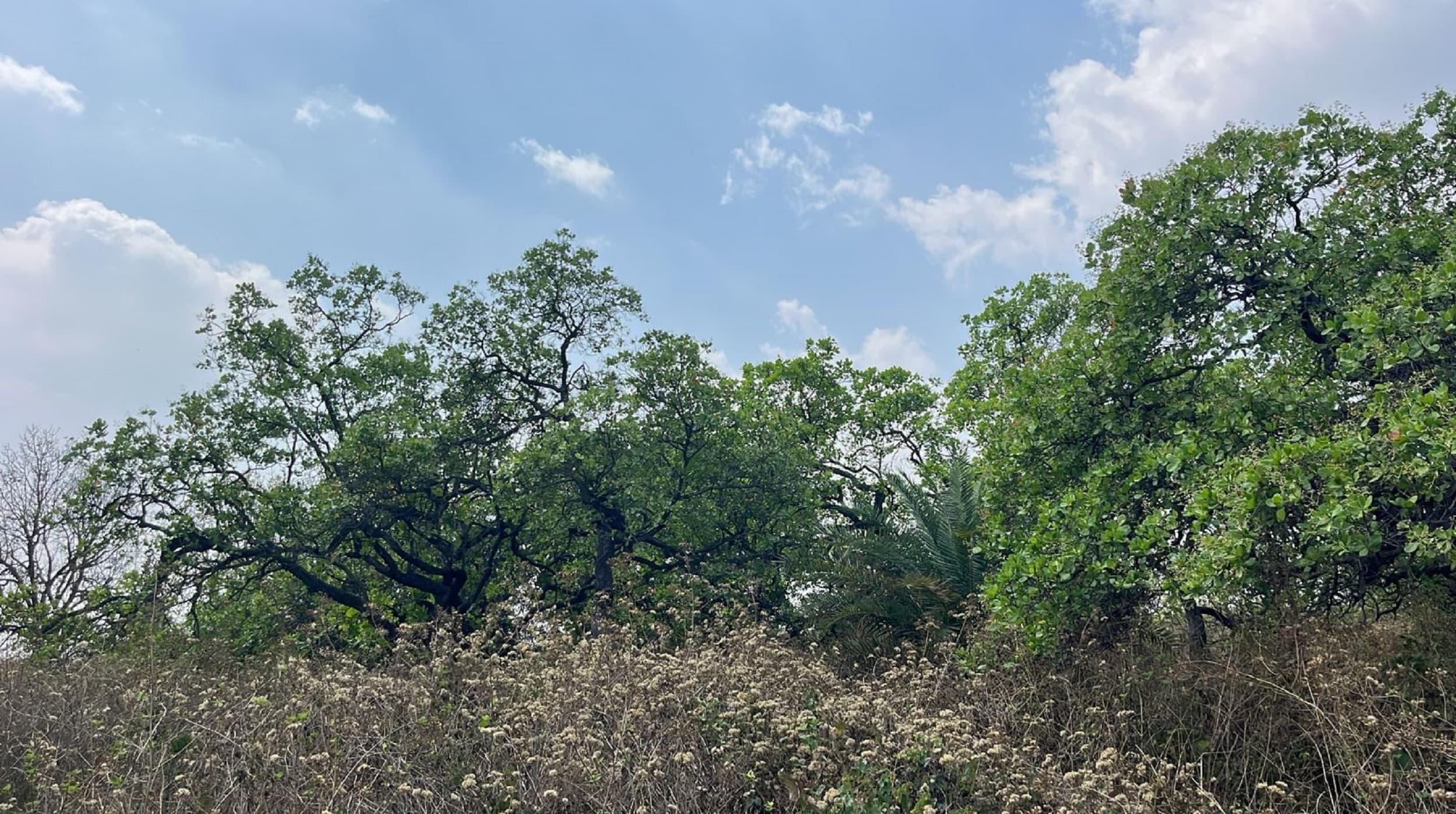 Bokaro News : मिटने के कगार पर हैं पिंड्राजोरा के काजू वन