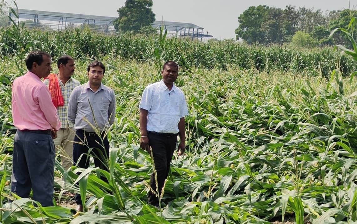 कृषि अधिकारियों ने धमदाहा क्षेत्र में हुई फसल क्षति का किया मुआयना