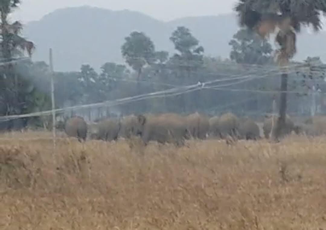 मशाल जला हाथियों को भग रहे ग्रामीण