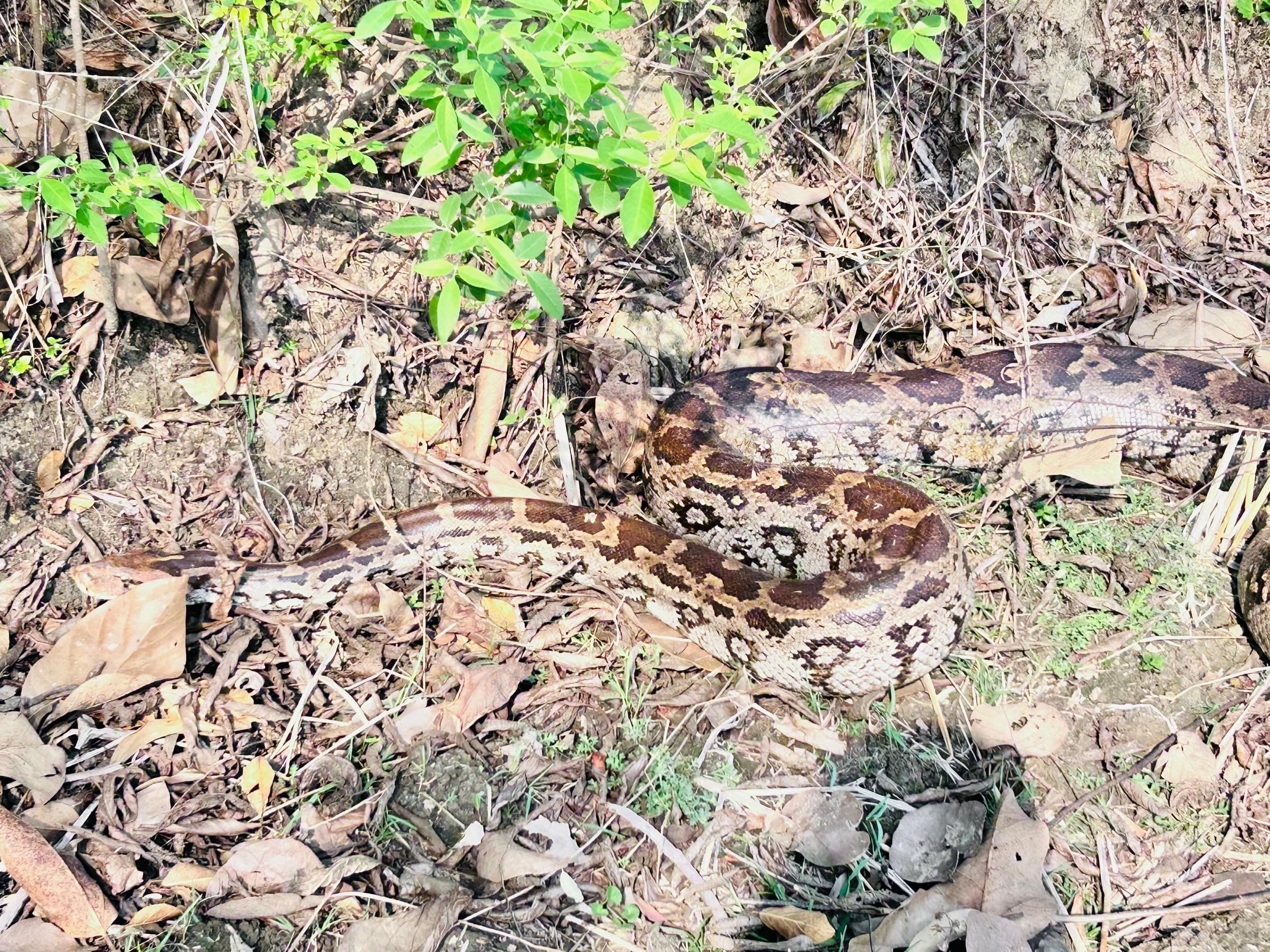 Bokaro News : जंगल में मिला 10 फीट लंबा अजगर