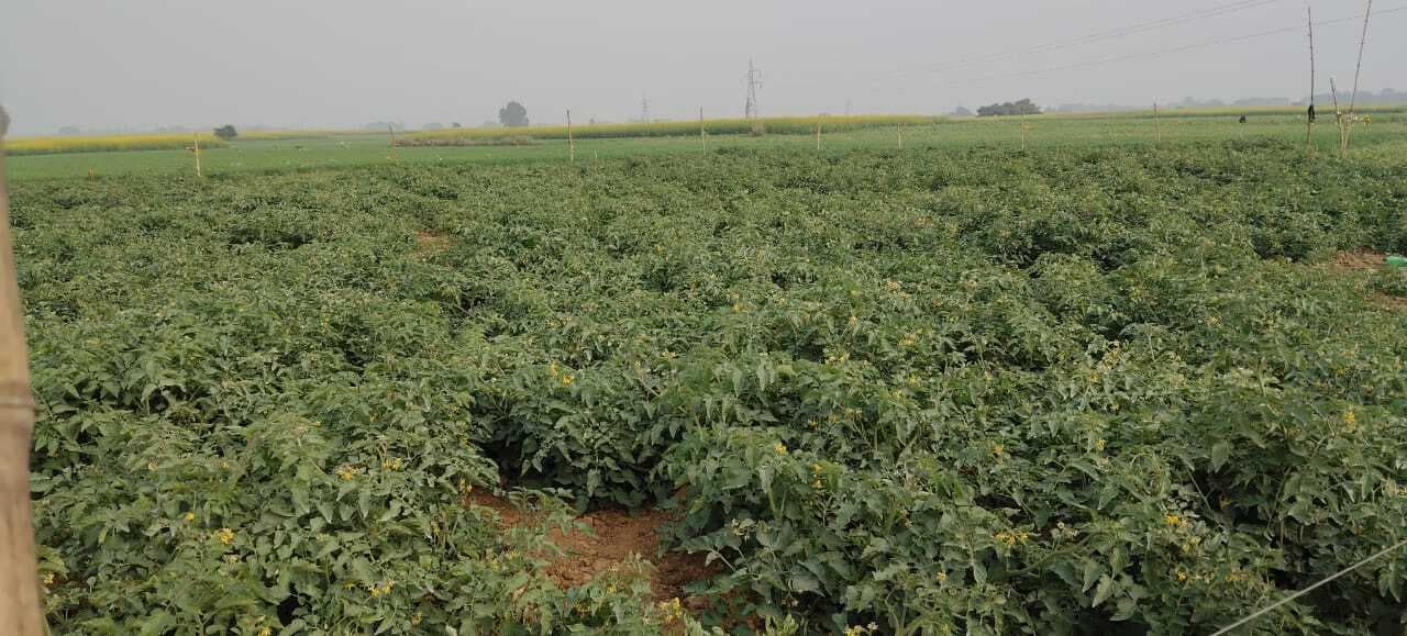 बाजार से गायब है टमाटर की लाली, आसमान छू रहे दाम