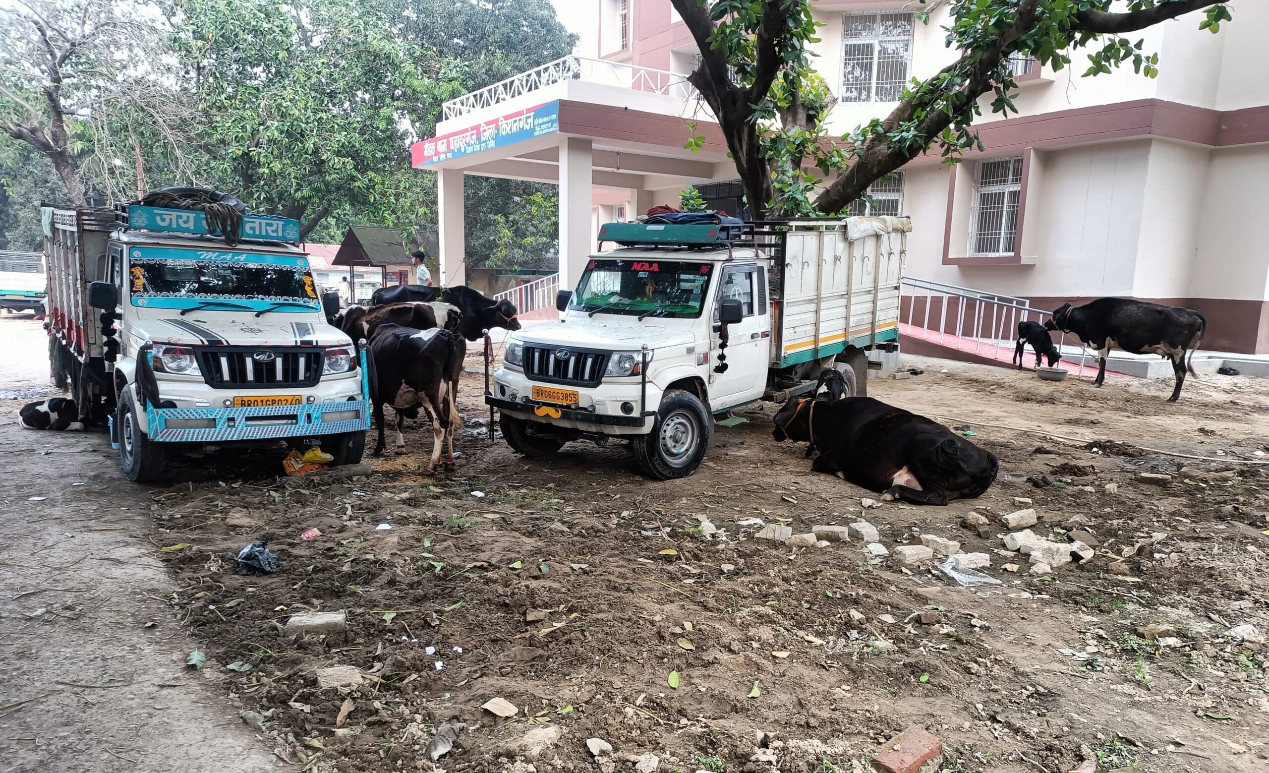 327ई  पर पुलिस ने वाहन से दस दुधारू गाय व आधा दर्जन बछड़े को किया जब्त