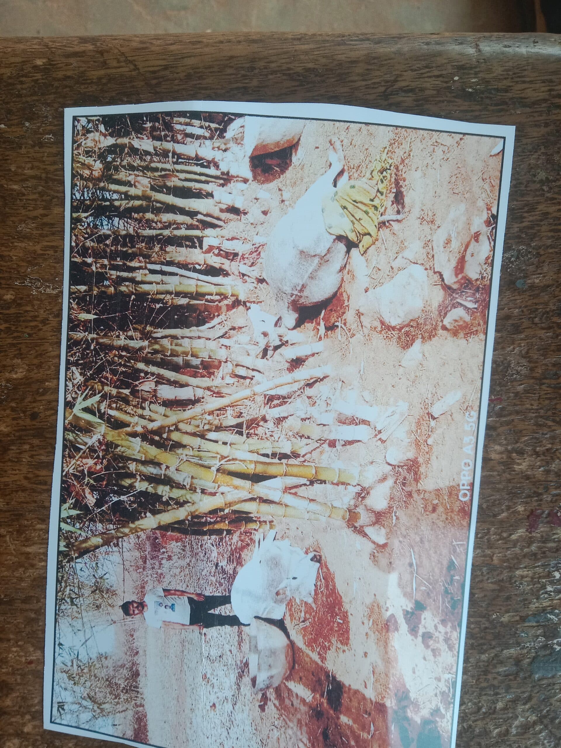 कोल्हुआ में वज्रपात से दो पशुओं की मौत