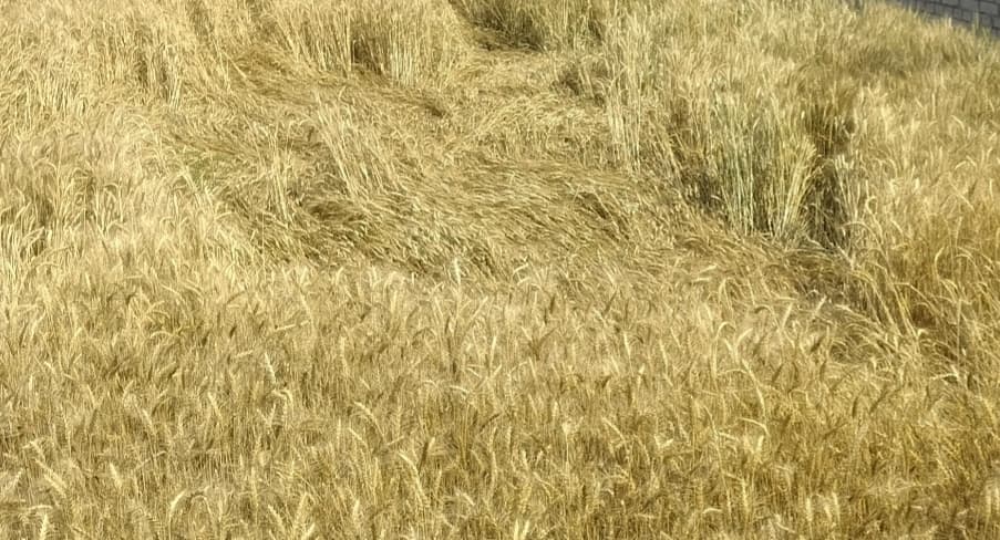 बेमौसम बारिश व आंधी ने तोड़ी किसानों की कमर, फसलों को भारी नुकसान