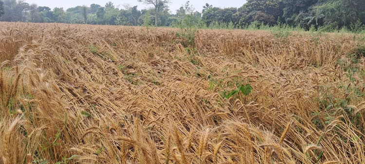 आंधी, बारिश से गेहूं, मक्का सहित अन्य फसलों को नुकसान