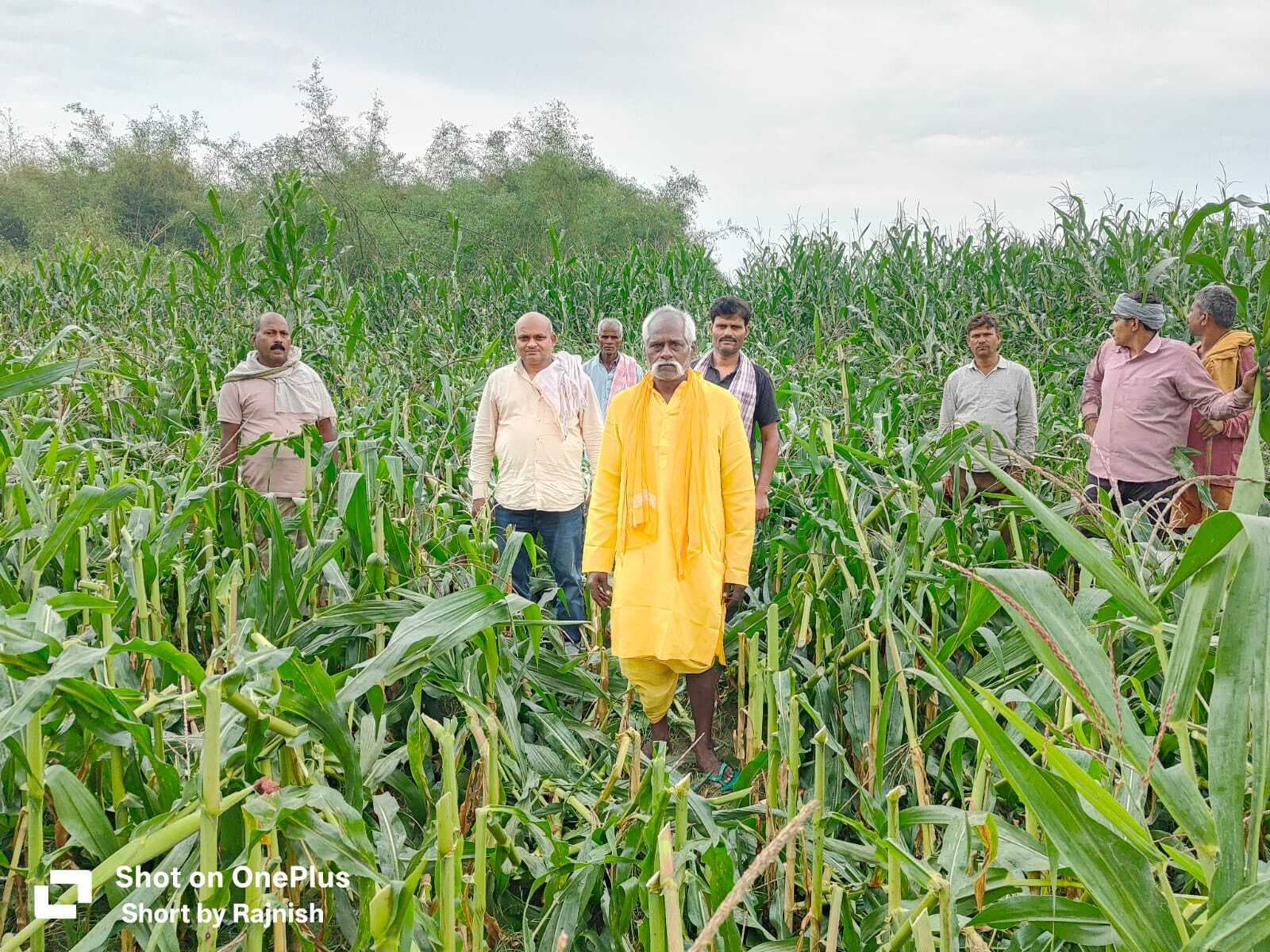 असामाजिक तत्वों ने मक्का फसल को काटकर किया बर्बाद