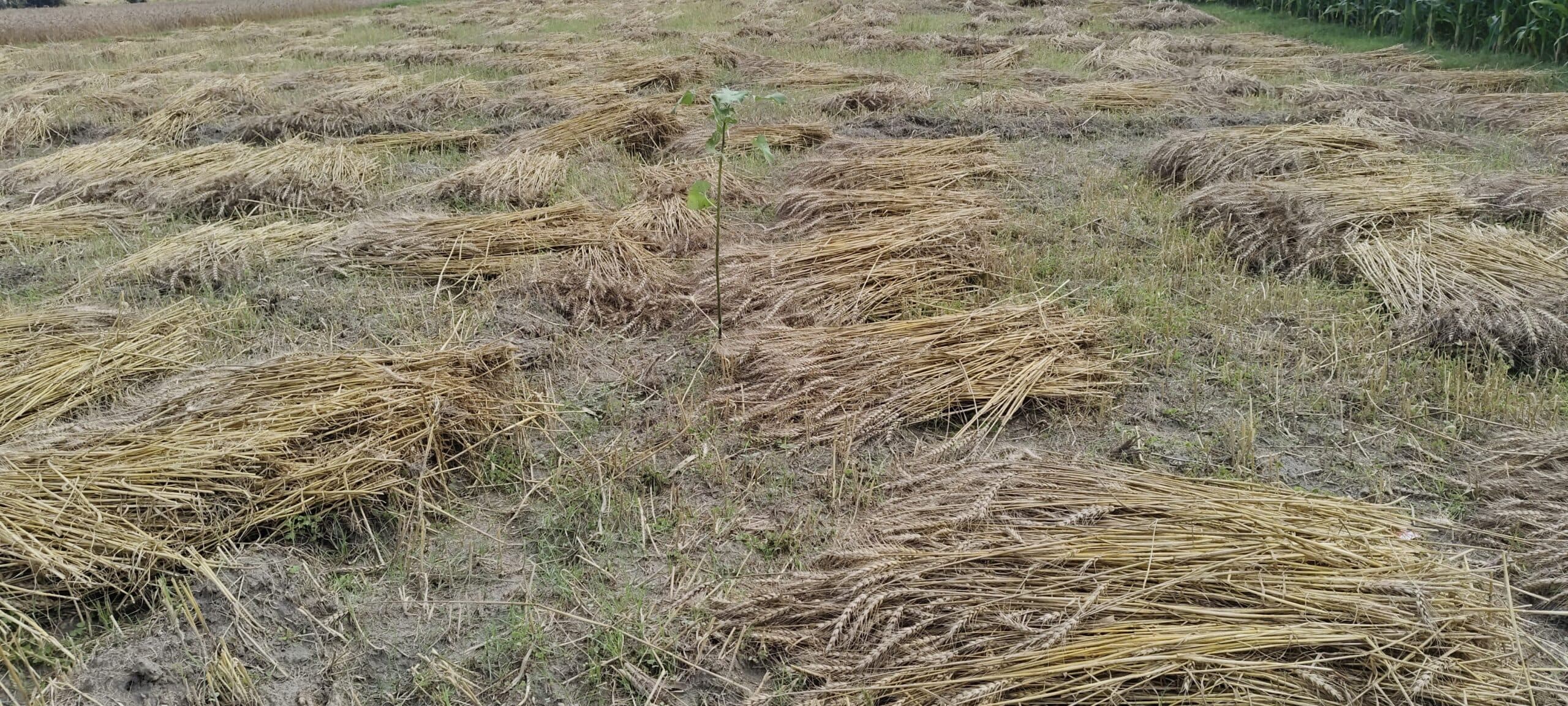 आंधी- तूफान व ओलावृष्टि ने तोड़ी किसान की कमर