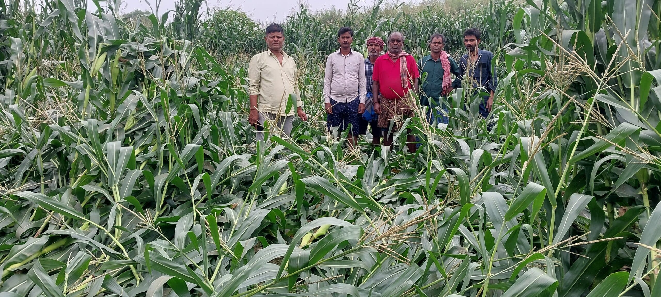 आंधी-बारिश से मक्का की फसल तबाह, किसानों पर मंडराया आर्थिक संकट
