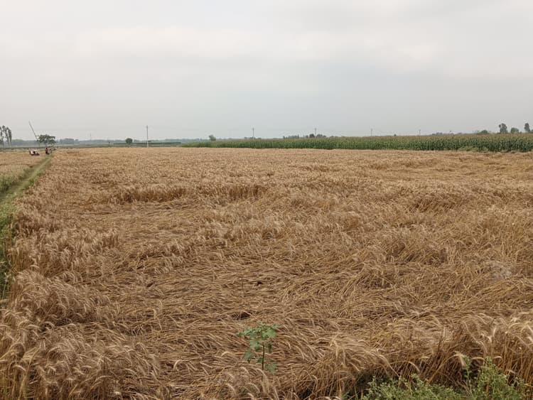 बदलते मौसम के मिजाज ने गेहूं उत्पादक किसानों की बढ़ाई चिंता