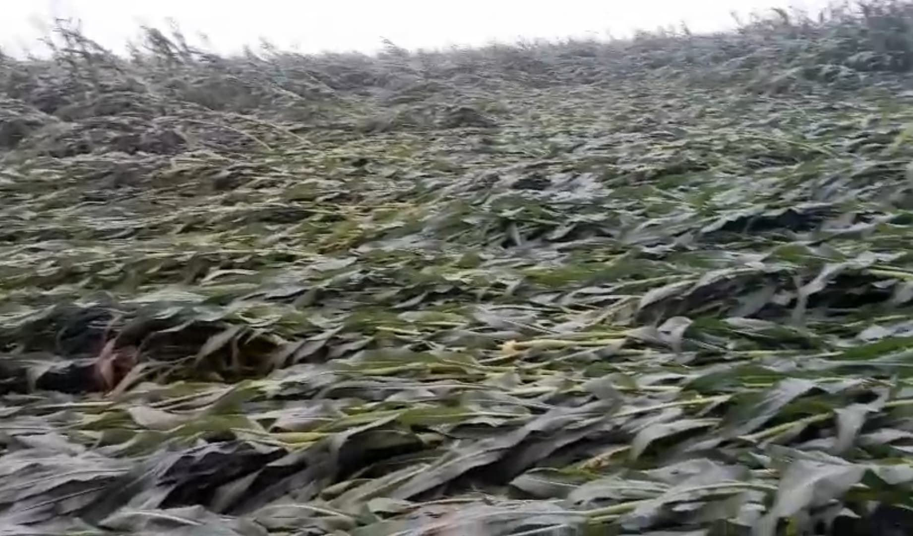 आंधी-बारिश से मक्का व गेहूं की फसल को हुआ व्यापक नुकसान, क्षति का आकलन नहीं होने से किसान परेशान