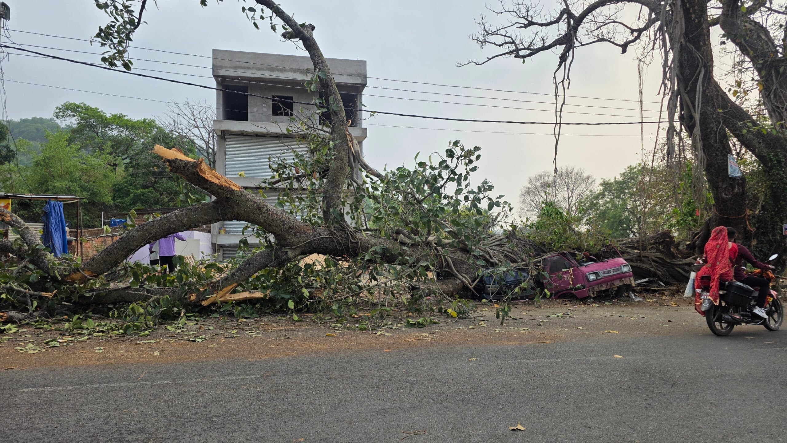 Giridih News :सड़क किनारे लगा पेड़ गिरा, दो कार क्षतिग्रस्त