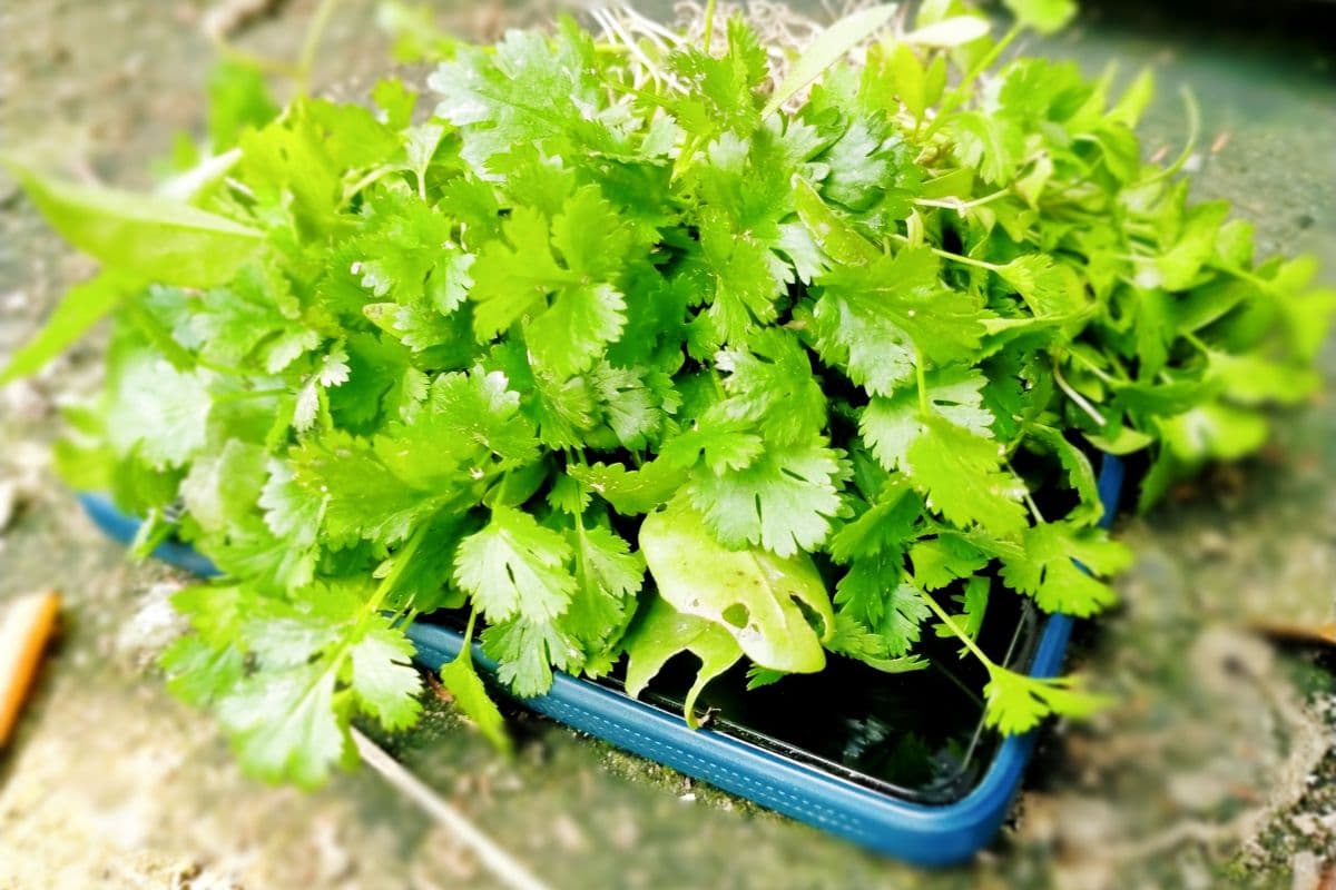 धनिया पत्ती फ्रेश रखने के लिए अपनाएं सुमन का ये तरीका