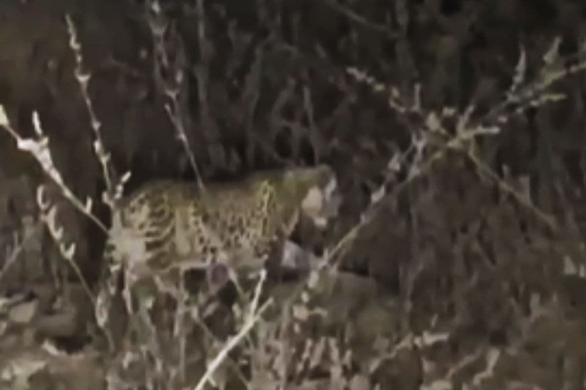 बिहार के कैमूर में तेंदुए की एंट्री? वायरल वीडियो से इलाके में दहशत