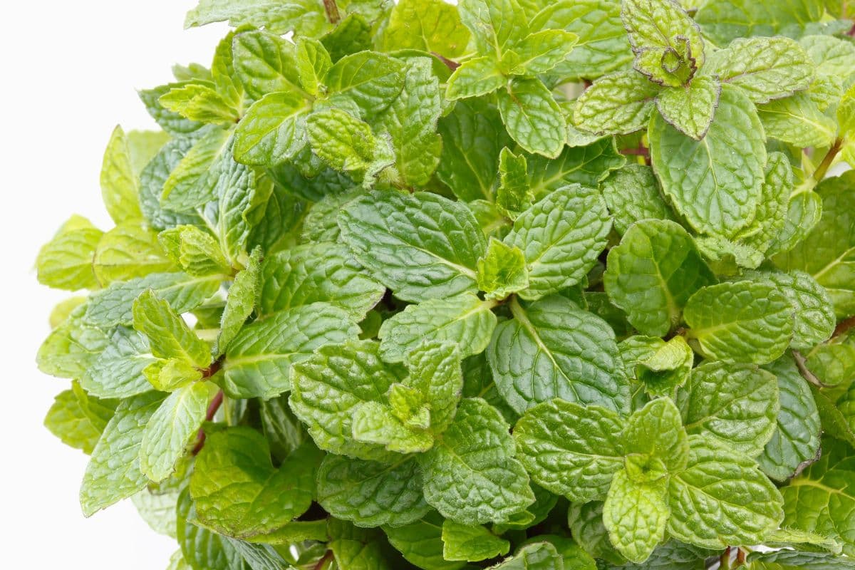 गर्मी में घर पर उगाएं पुदीना, इन टिप्स को करें फॉलो