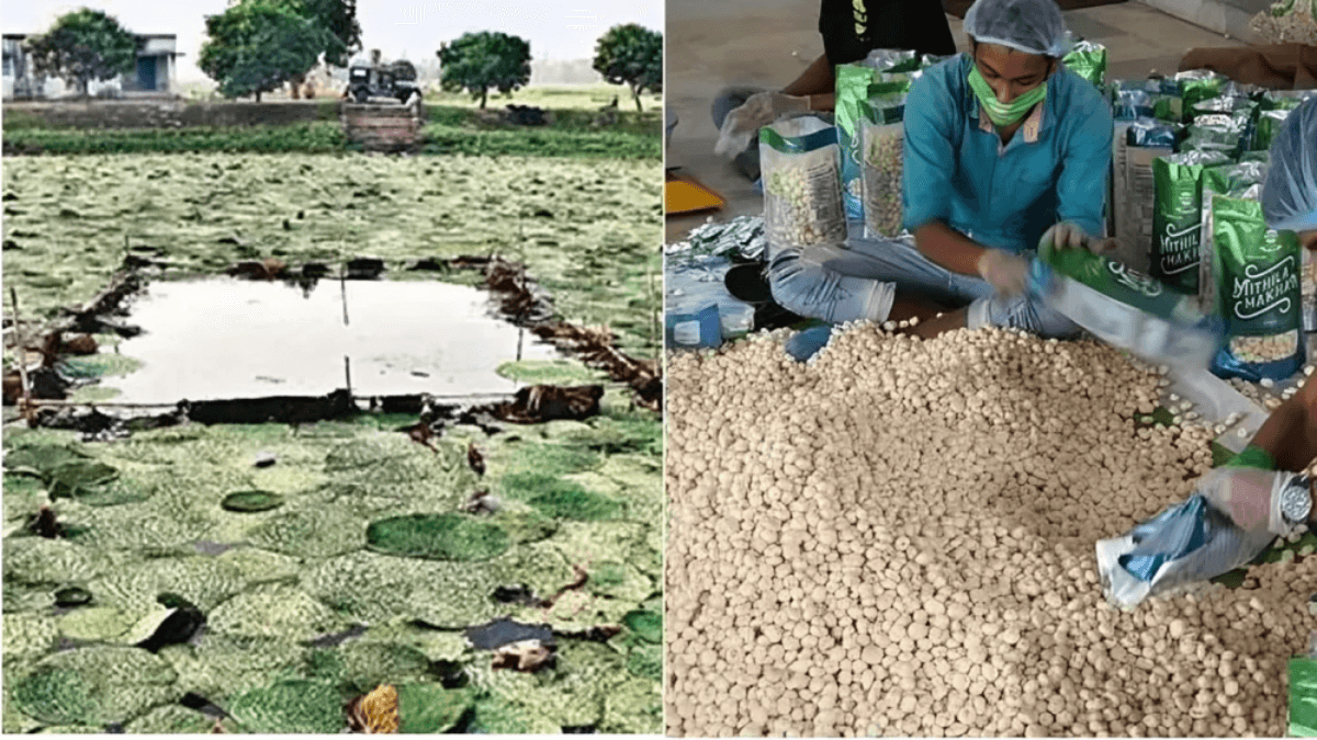 अब बिना कांटे का मखाना उगेगा, लागत घटेगी और कमाई बढ़ेगी