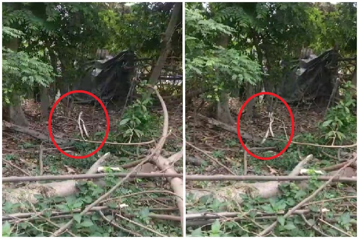 सिंदरी के एफसीआईएल कॉलोनी में ‘सांपों का अनोखा डांस’, आप भी देखें वीडियो