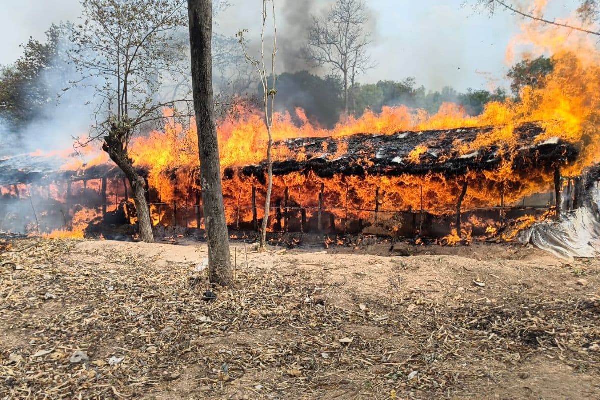 सड़क पर आया गढ़वा का कुक्कुट पालक: 2500 चूजे और 10 लाख की संपत्ति राख, पड़ोसी पर प्राथमिकी दर्ज