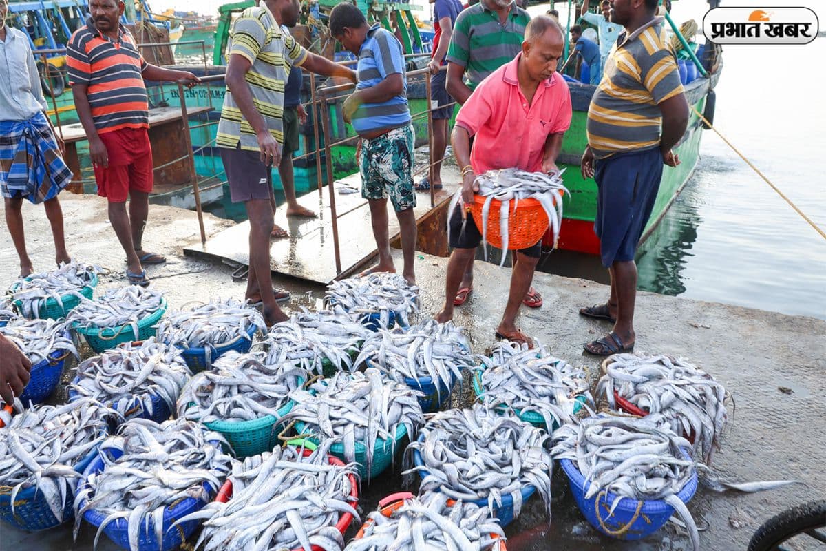 दुनिया की 8% मछली पैदा कर भारत बना नंबर 2, एक्सपोर्ट में जबर्दस्त उछाल