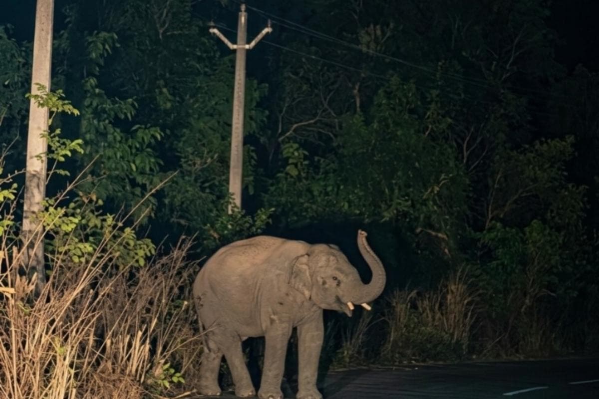 कोडरमा में जंगली हाथी का आतंक, एक व्यक्ति को किया घायल