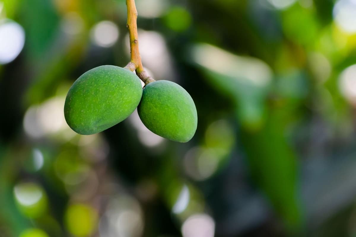 आम के झड़ रहे हैं टिकोले तो सतर्क हो जाएं किसान, बचाने के लिए ये हैं उपाय