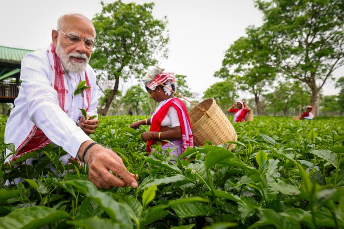 असम में पीएम मोदी का खास अंदाज, तोड़ीं चाय की पत्तियां, श्रमिकों संग ली सेल्फी, Video